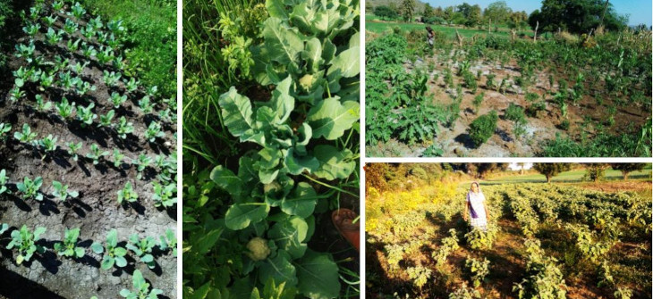 Growing Food, Growing Resilience