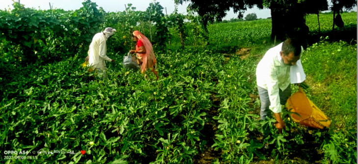 From Soil to Plate